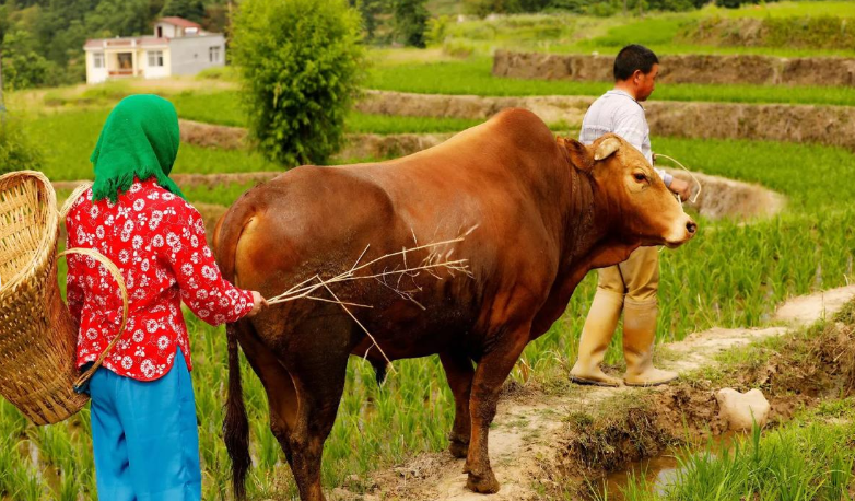 乡土里的“矛盾人”：新时代传统农民的多面心性